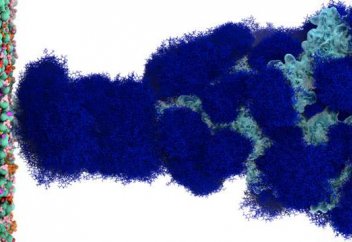 У коронавируса нашли щит из сахара - он помогает быстрее заражать клетки. Уровень заражения COVID-19 может быть в 80 раз выше, чем считалось