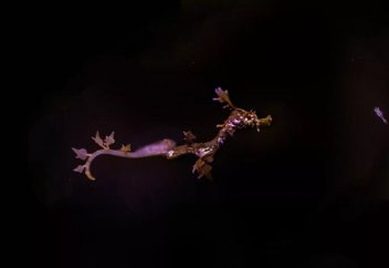 Теңіз жылқысы "төлдеді" (видео)