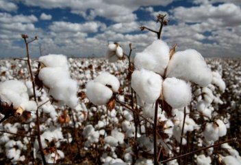 Қазақстан 10 мемлекетке мақта талшығын экспорттайды: қай елдерге?