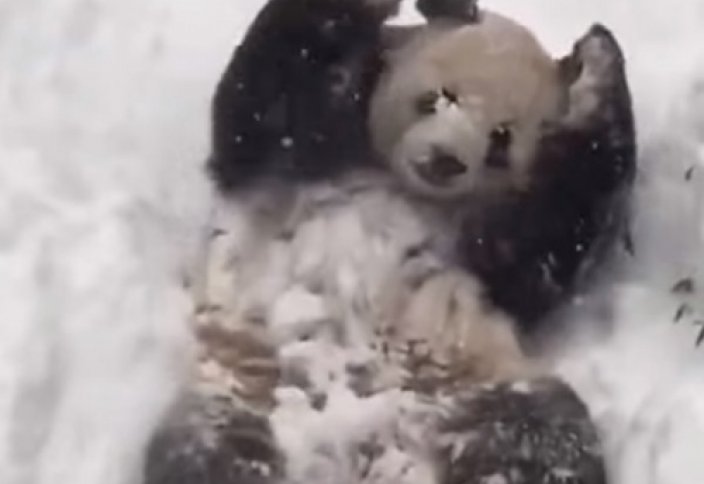 Қарлы бұрқасынды көрген панда шаттықа бөленді (ВИДЕО)