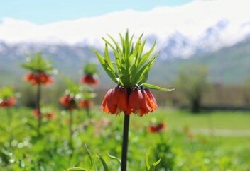 Цветение перевернутых тюльпанов... Редкие тюльпаны зацвели среди песков в Мангистау