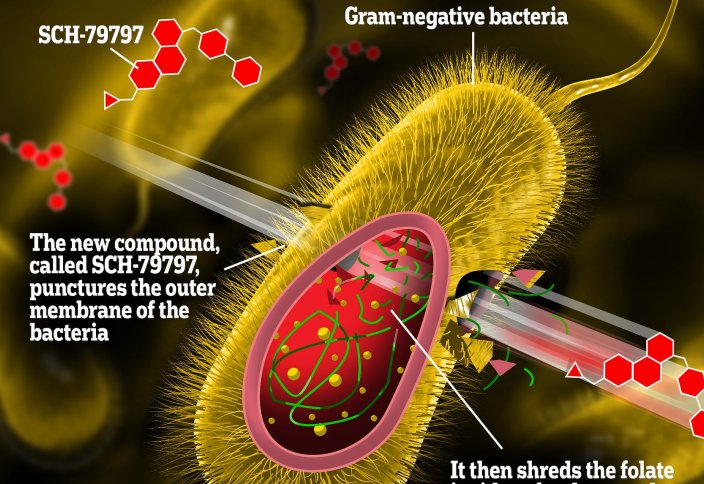 Бактерия төтеп бере алмайтын антибиотик жасалды