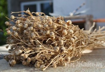 Можно ли изгонять джиннов с помощью  растения гармала (адыраспан)?