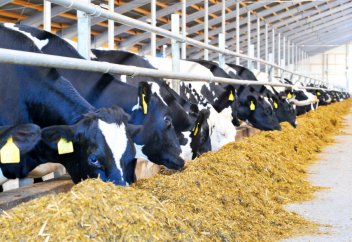 Қазақстанға асыл тұқымды малды қай елдерден әкеледі