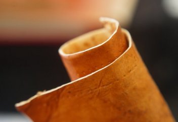 Саңырауқұлақтан тері жасалды (фото)