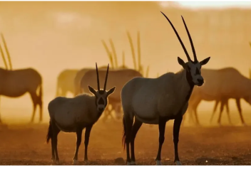 На острове Сир-Бани-Яс в ОАЭ воссоздают животный мир Аравии