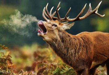 Популяцию бухарского оленя начали восстанавливать в Казахстане