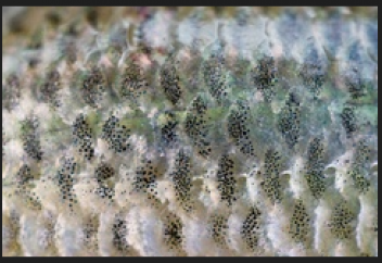 Балық қабыршығынан теледидар жасалатын болды