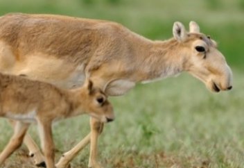 Киік - қазақ секілді, ҚАЗАҚ - КИІК!