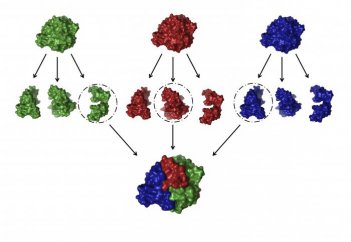 Ақуыздардың жылудан құрылымы мен қызметін өзгертетіні анықталды