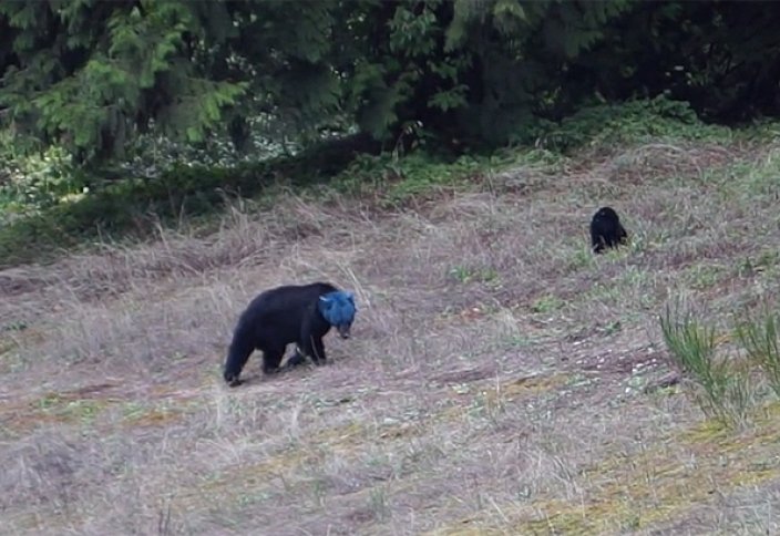 Жануарлар әлемі: Кірекей ғаламтор пайдаланушыларын несімен қайран қалдырды (видео)