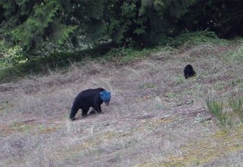 Жануарлар әлемі: Кірекей ғаламтор пайдаланушыларын несімен қайран қалдырды (видео)