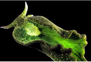 Жартылай өсімдікке айналатын жануар (видео)