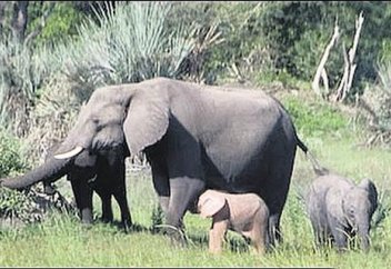В Южной Африке нашли розового слоненка (видео)