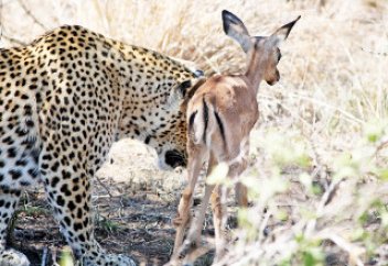 Жануарлар әлемі: Желіде еліктің лағы мен қабыланның достығы бейнеленген видео жарияланды