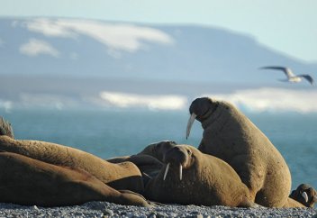 El Confidencial (Испания): почему моржи кончают жизнь самоубийством? Возможно, ответ на эту загадку могут найти в Валенсии