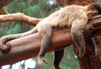 Лень – ржавчина ума и тела