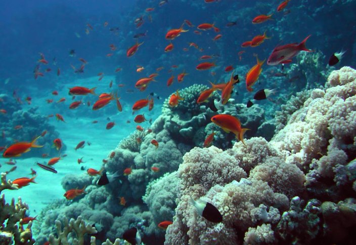 Биологи впервые культивировали клетки кораллов