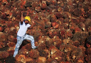 Малайзия стремится вернуть долю пальмового масла на рынке пальмового масла в Китае