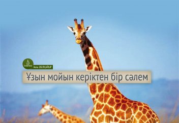 Ұзын мойын керіктен бір сәлем