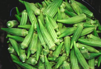 Өсімдік көмегімен судағы микропластикті жоюдың әдісі табылды