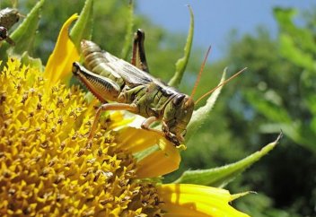 Жәндіктер жаһандық жылынуға төтеп бере алмайды – олар өз денесінің қызуын реттей алмайды
