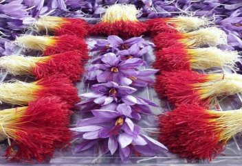 Шиғалардың қызыл алтыны (фото)