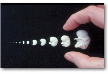 Все больше стран отказываются от неприкосновенности человеческих эмбрионов и проводят исследования в области генетических манипуляций