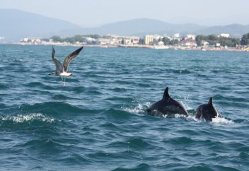 Айтпаса да түсінікті...