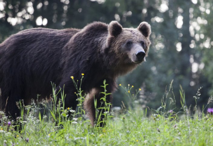 Разные: Медведя приговорили к смертной казни в Италии