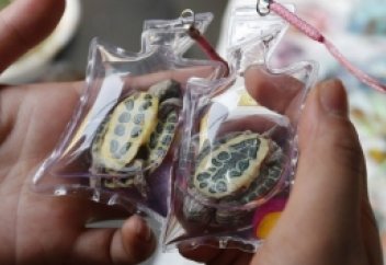 Тіршілік иелері тірідей азап көруде