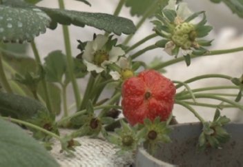 Ақтөбе облысының кәсіпкері тың әдіспен құлпынай өсіруді қолға алды (видео)