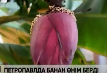 Петропавлда тропикалық жеміс ағаштары өнім берді