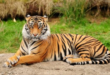 Қазақстан даласында Тұран жолбарыстары пайда болады