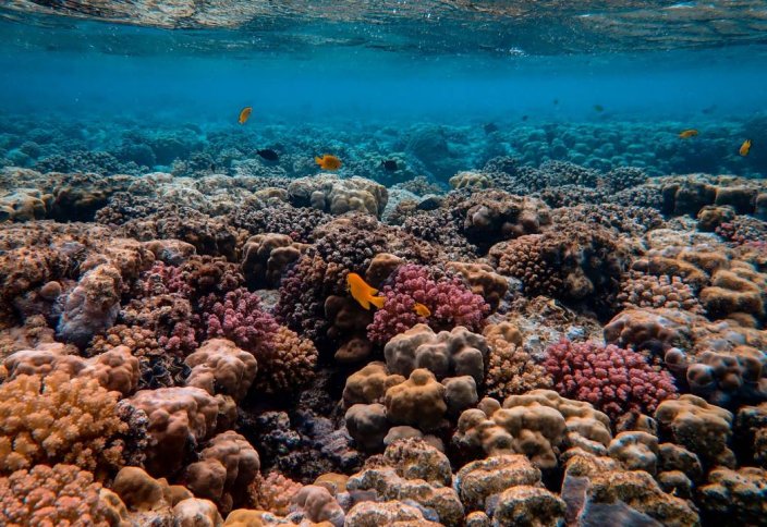 Коралловые рифы могут окончательно исчезнуть