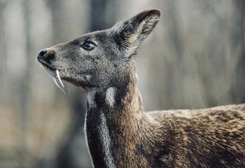 Разные: В Монголии кабарги находятся под исчезновением