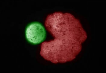 Биороботтар тұңғыш рет табиғи жолмен «ұрпақ» тарата алатын қабілетін танытты (видео)