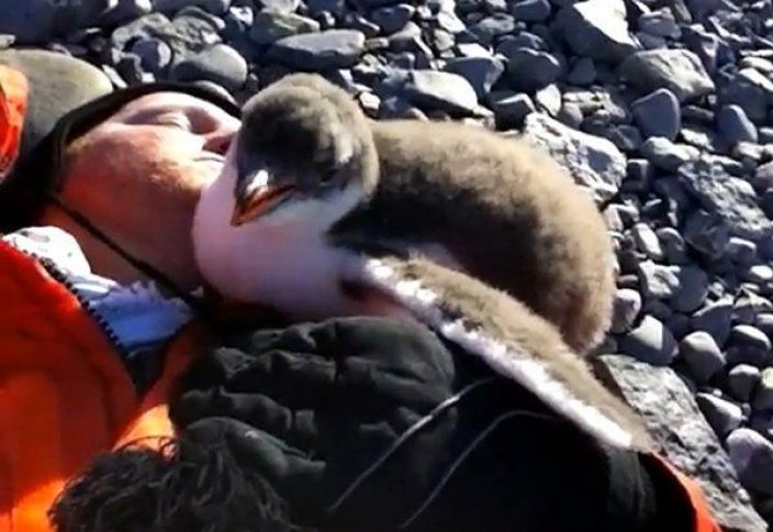 Жануарлар әлемі: Адамды алғашқы рет көрген пингвиннің реакциясы (видео)