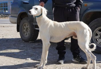 Тазы, тобет и ЮНЕСКО. Возрождение пород собак и официальное признание итбегi видом спорта