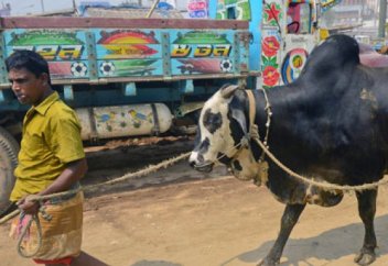 Стероид сиырлары құрбандыққа қауіп төндіруде