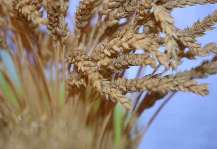 Треть урожая ушла под снег