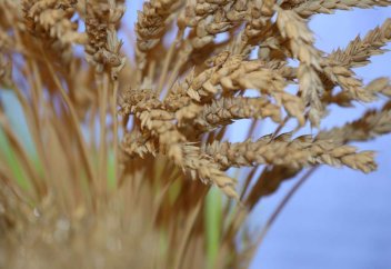 Треть урожая ушла под снег