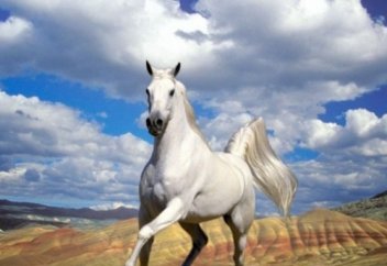 Тұлпар намысы (Ерді намыс өлтіреді...)