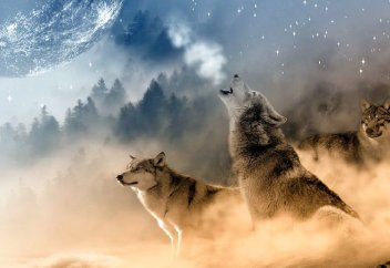 «Волки на грани исчезновения в Казахстане» – что говорят в Минэкологии