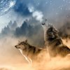 «Волки на грани исчезновения в Казахстане» – что говорят в Минэкологии