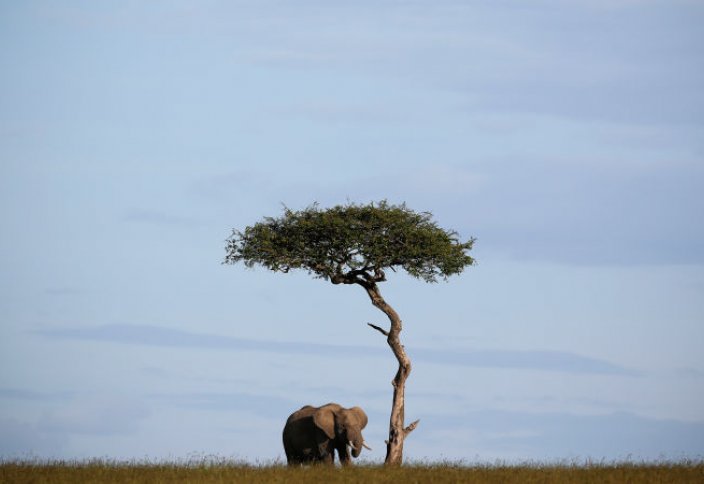 Африканские слоны теперь в списке видов, находящихся на грани полного исчезновения