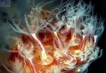 Белгісіз қанқұмар тіршілік иесі табылды (фото+видео)