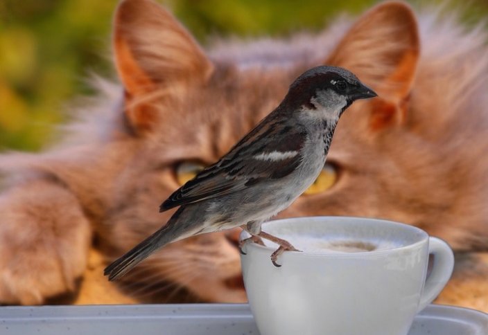 Рысь попала на видео в Семее. Российские специалисты надели на коров VR-очки...