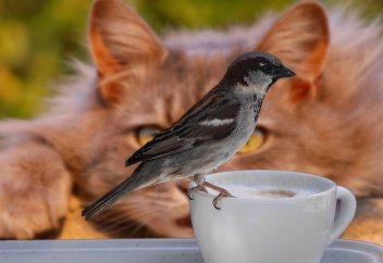 Рысь попала на видео в Семее. Российские специалисты надели на коров VR-очки...