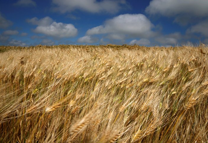 Урожайность зерновых в РК может снизиться на 40% к 2050 году